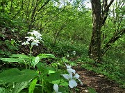 08 Estesa fioritura di questi bei fiori bianchi